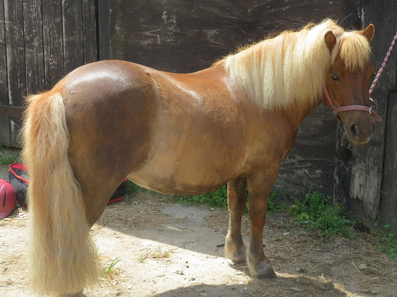 Shetland Pony For Sale - SHETLAND PERFORMANCE